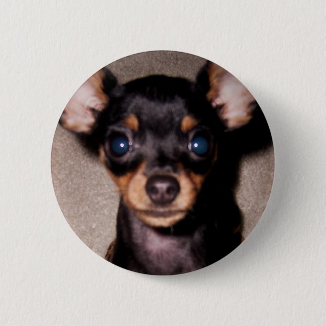 mini pinscher. pinback button (Front)