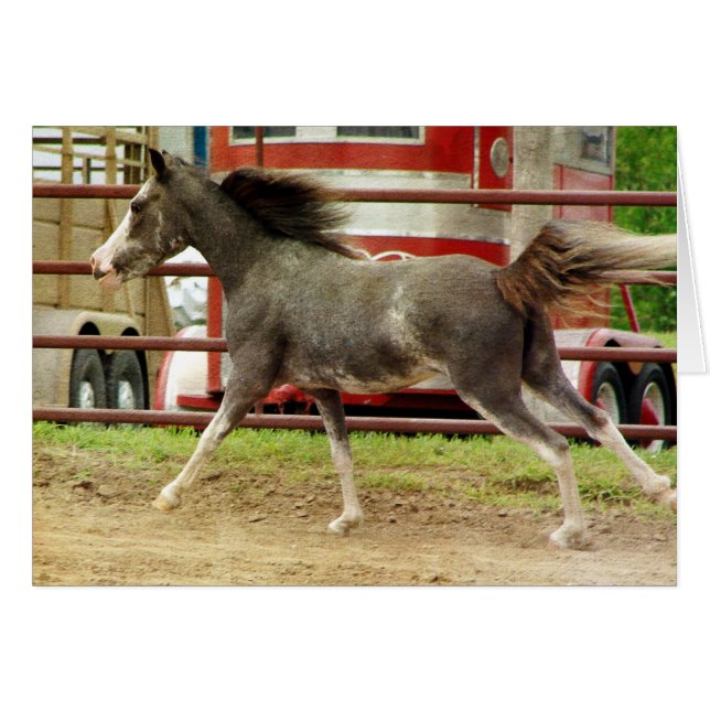 Mini Pinto Horse Gallops (Front Horizontal)