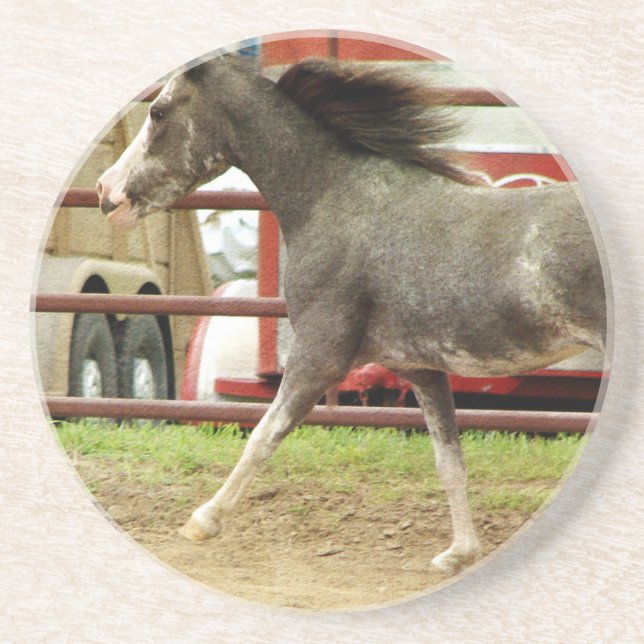 Mini Pinto Horse Gallops Sandstone Coaster (Front)