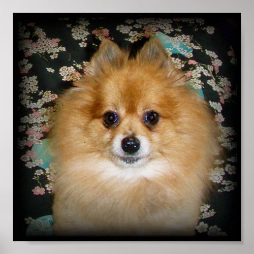 Mini Poster Print  Pomeranian dog Marley on Black