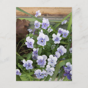 Mini Purple Violets Flowers Postcard