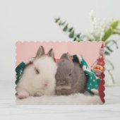 Mini rabbits (Standing Front)