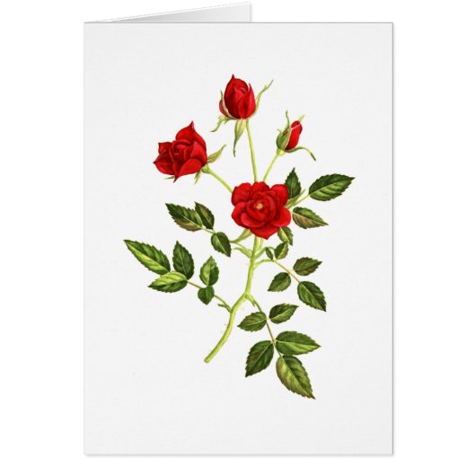 Mini Red Rose Cards (Front)