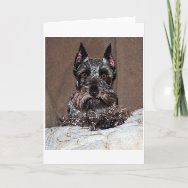 mini schnauzer 2 holiday card (Front)