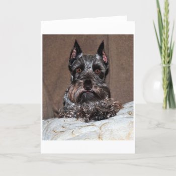 Mini Schnauzer 2 Holiday Card by BreakoutTees at Zazzle
