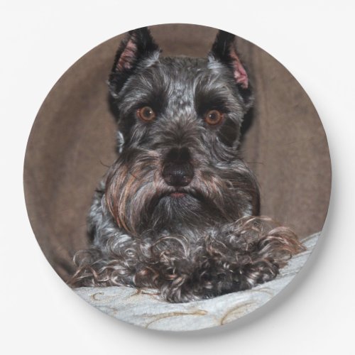 mini schnauzer 2 paper plates