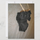 mini schnauzer puppy (Front)