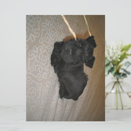 mini schnauzer puppy (Standing Front)