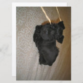 mini schnauzer puppy (Front/Back)