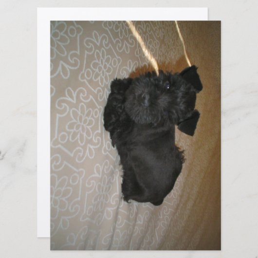 mini schnauzer puppy (Front/Back)