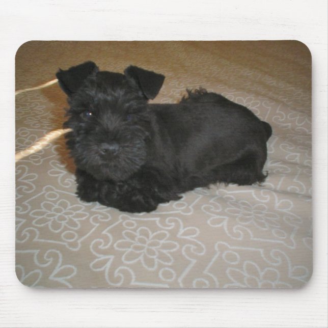mini schnauzer puppy mouse pad (Front)