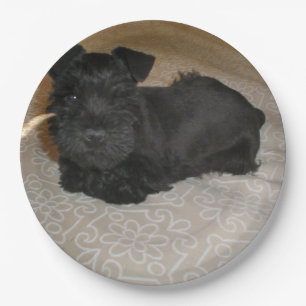 mini schnauzer puppy paper plates