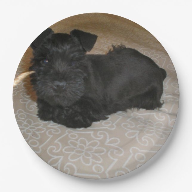 mini schnauzer puppy paper plates (Front)