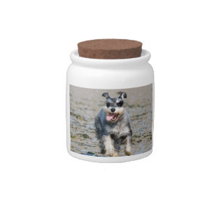 mini schnauzer-running candy jar