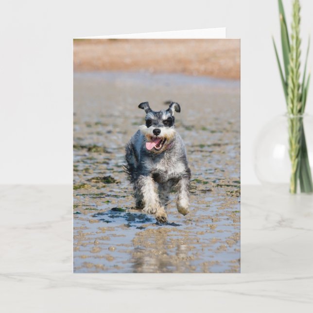 mini schnauzer-running card (Front)