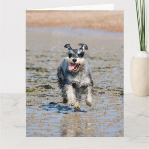mini schnauzer-running card