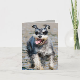 mini schnauzer-running card