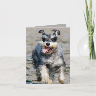 mini schnauzer-running card