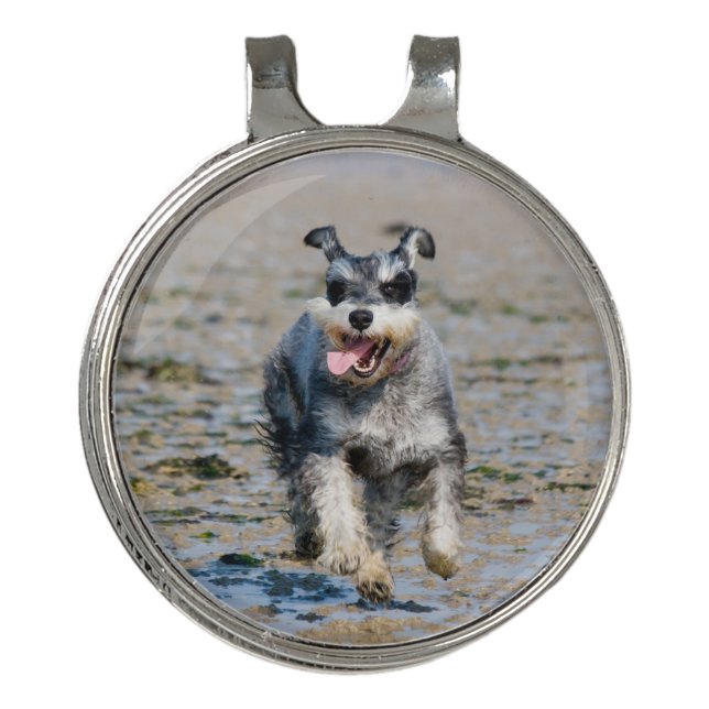 mini schnauzer-running golf hat clip (Front)
