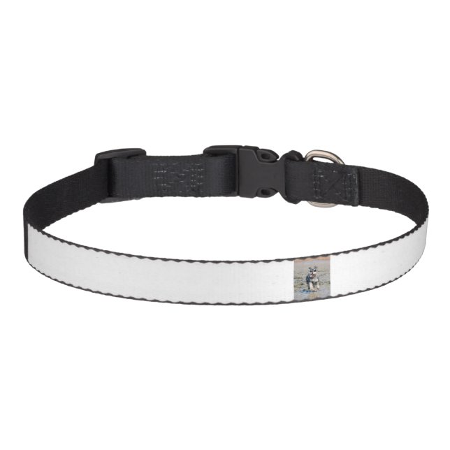 mini schnauzer-running pet collar (Front)