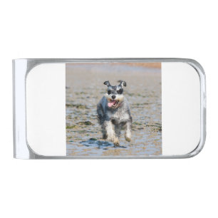 mini schnauzer-running silver finish money clip