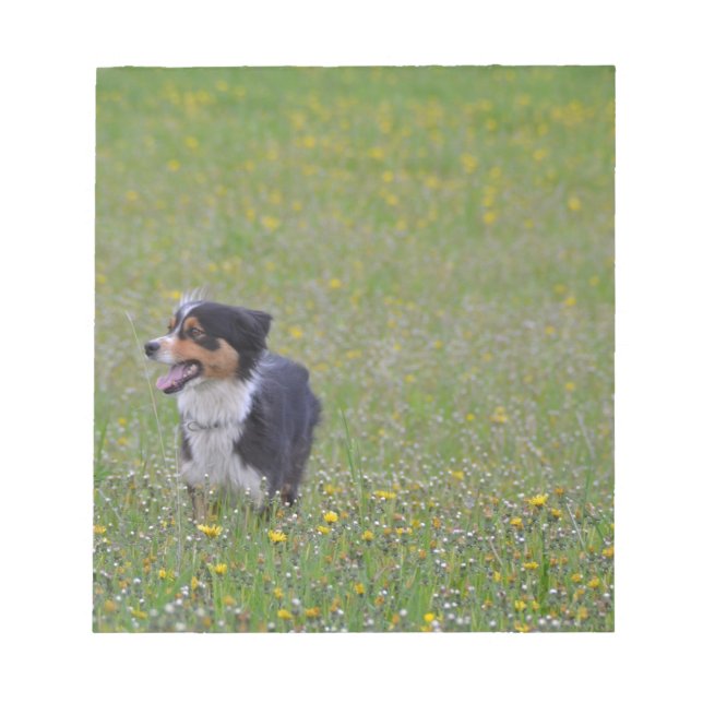 Miniature American Shepherd Black Tri in Field Notepad (Front)