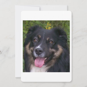 Miniature American Shepherd Black Tri Invitation