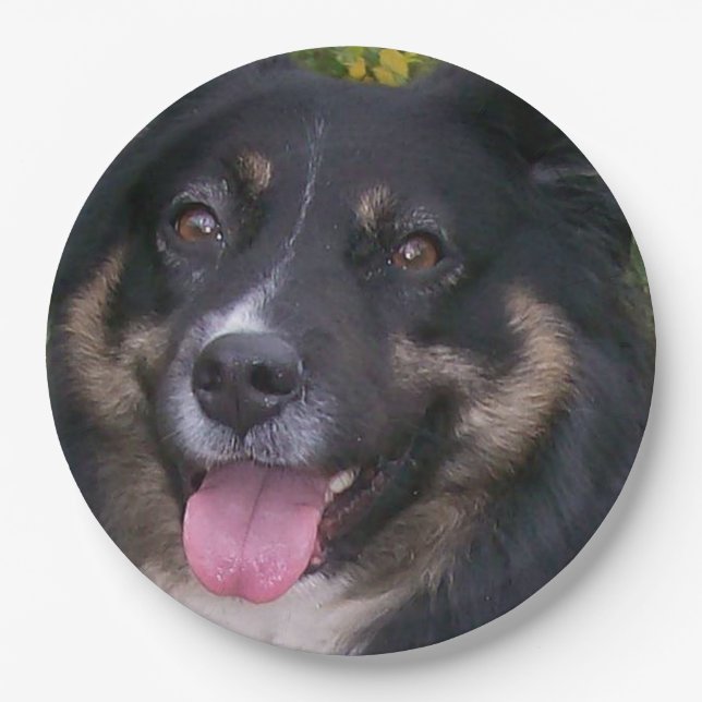Miniature American Shepherd Black Tri Paper Plates (Front)