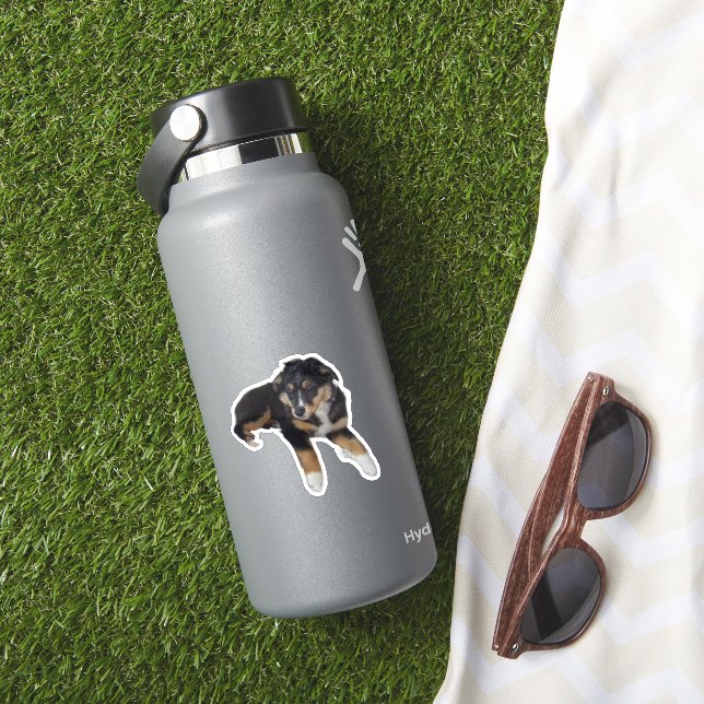 Miniature American Shepherd Black Tri Puppy Sticker (HydroFlask Insitu)