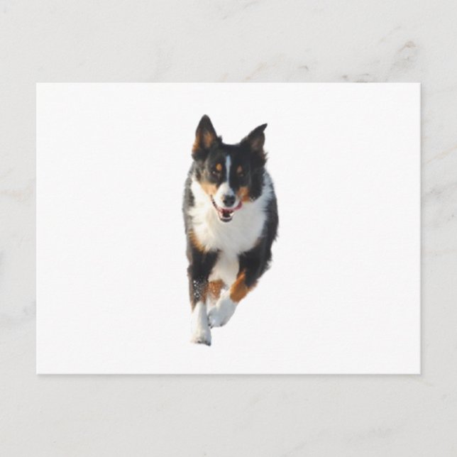 Miniature American Shepherd Black Tri Running Postcard (Front)