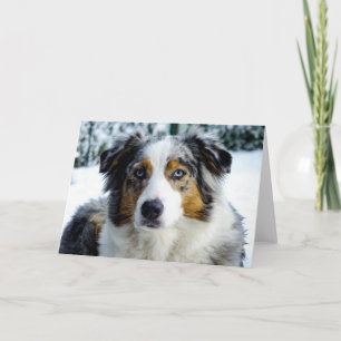 Miniature American Shepherd Blue Merle Card