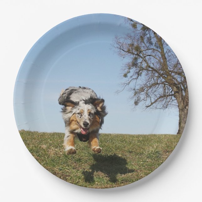 Miniature American Shepherd Blue Merle Jumping Paper Plates (Front)