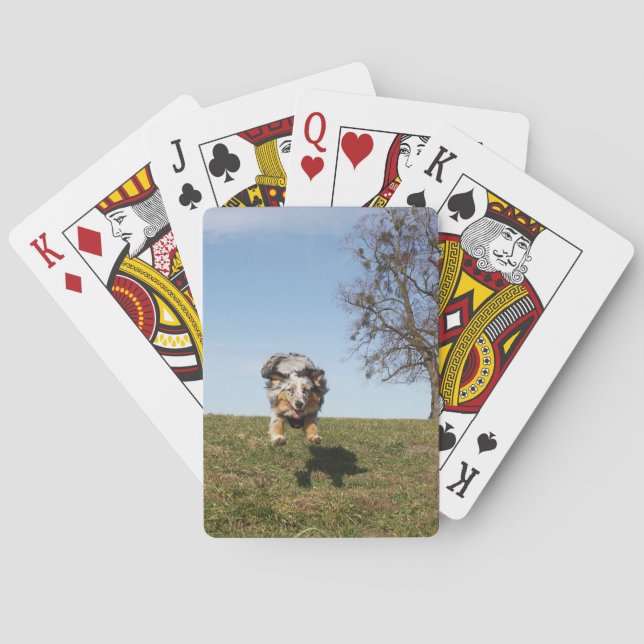 Miniature American Shepherd Blue Merle Jumping Poker Cards (Back)