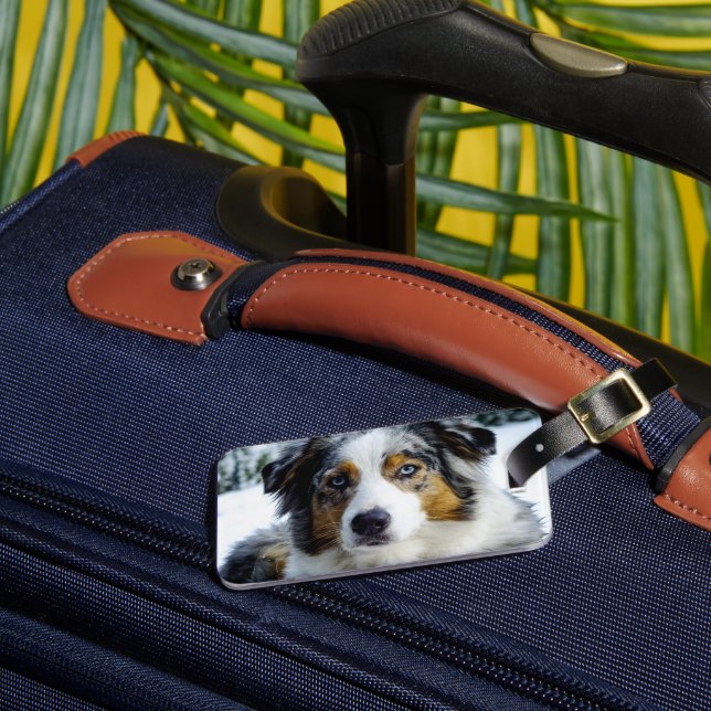 Miniature American Shepherd Blue Merle Luggage Tag (Front Insitu 3)