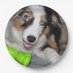 Miniature American Shepherd Blue Merle Puppy Paper Plates