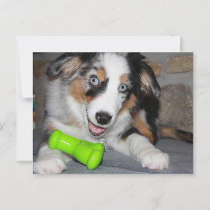 Miniature American Shepherd Blue Merle Puppy Postcard