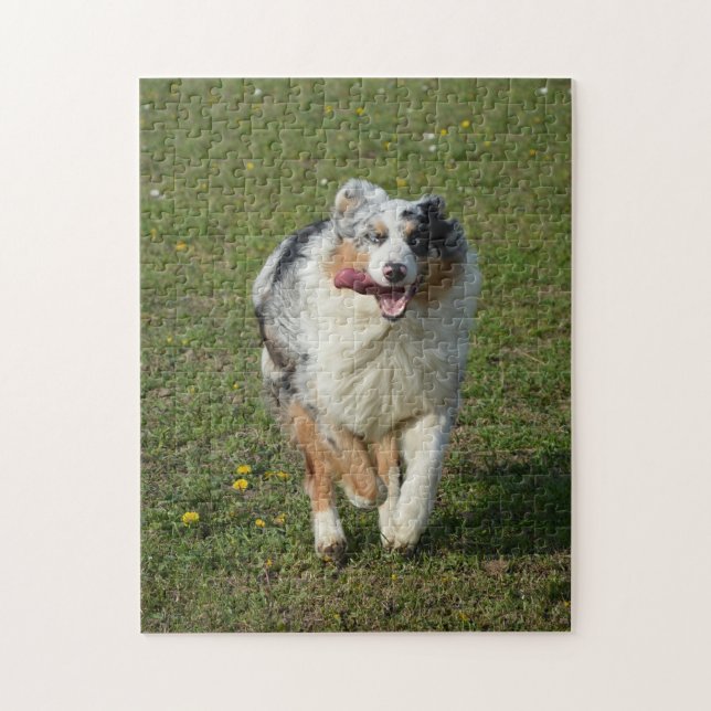 Miniature American Shepherd Blue Merle Running Jigsaw Puzzle (Vertical)