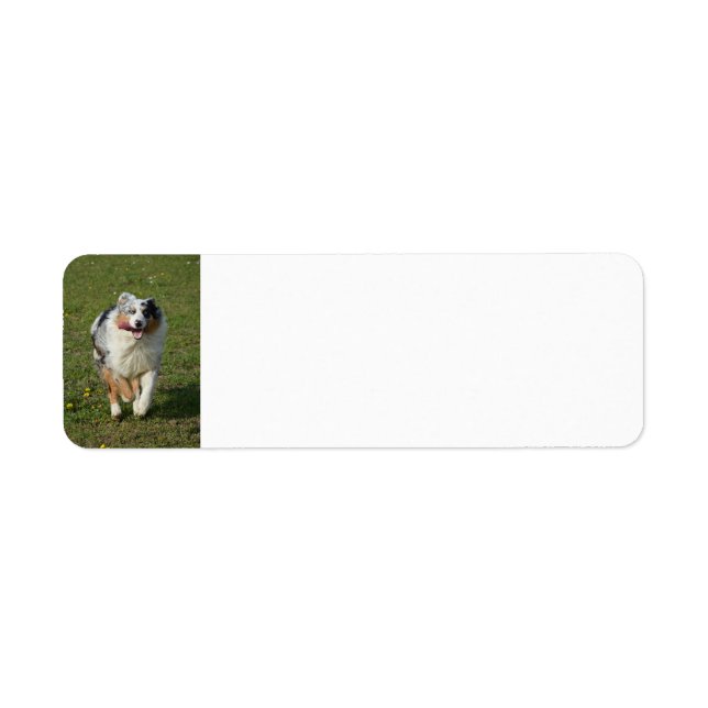 Miniature American Shepherd Blue Merle Running Label (Front)