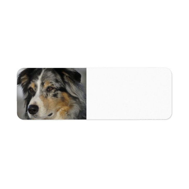 Miniature American Shepherd Blue Merle second Label (Front)