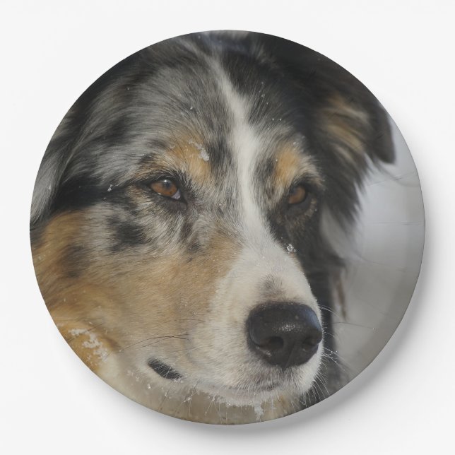 Miniature American Shepherd Blue Merle second Paper Plates (Front)
