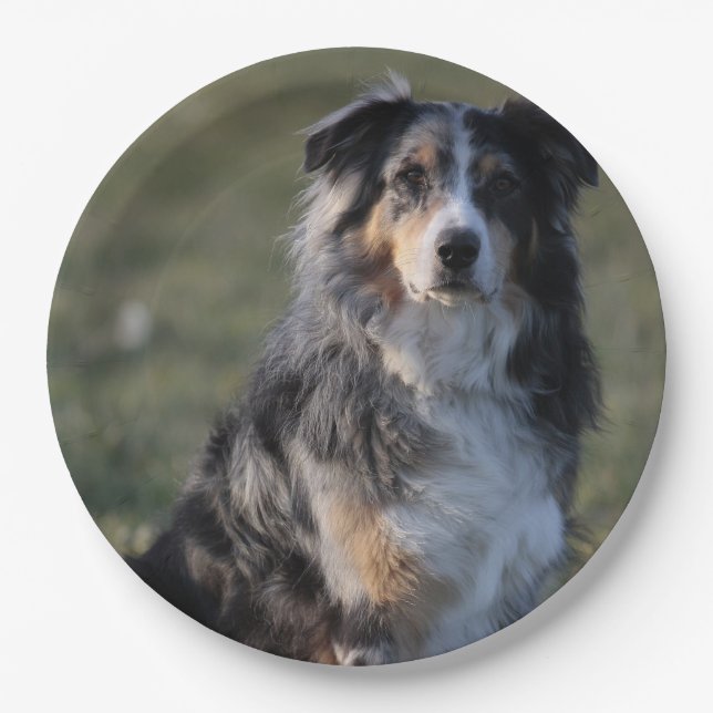 Miniature American Shepherd Blue Merle Sitting Paper Plates (Front)