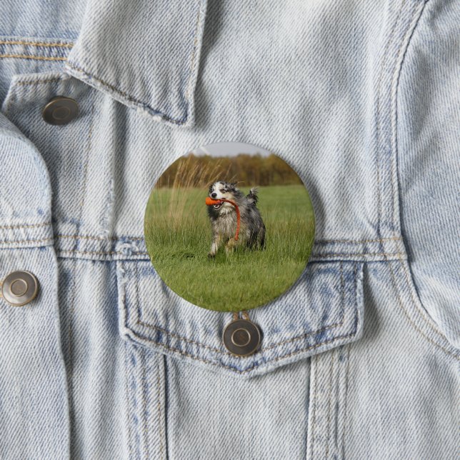 miniature american shepherd blue merle w toy button (In Situ)