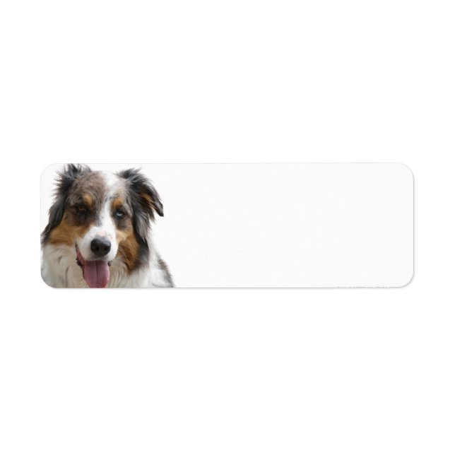 Miniature American Shepherd Merle Label (Front)