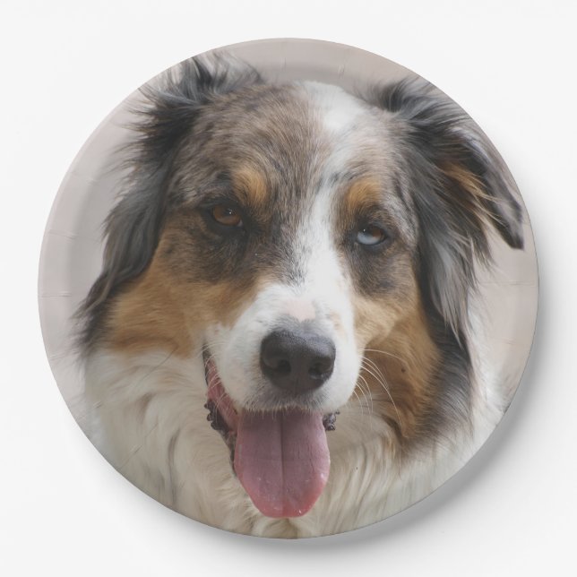 Miniature American Shepherd Merle Paper Plates (Front)