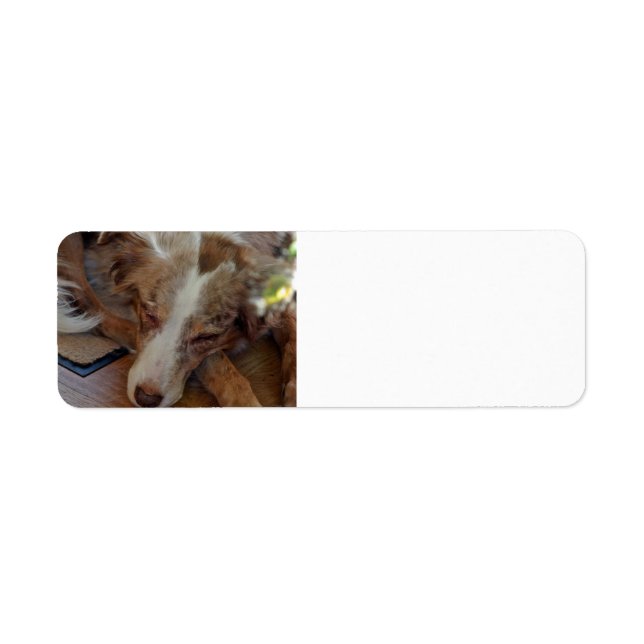 Miniature American Shepherd Red Merle Sleeping Label (Front)