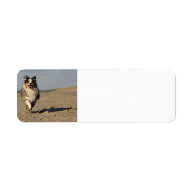 Miniature American Shepherd Running On Beach Label (Front)