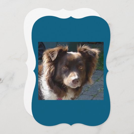 Miniature American Shepherrd Red Tri card (Front/Back)