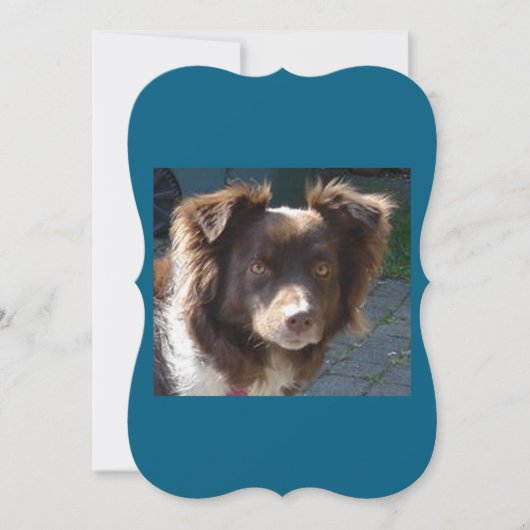 Miniature American Shepherrd Red Tri card (Front)