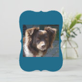 Miniature American Shepherrd Red Tri card (Standing Front)