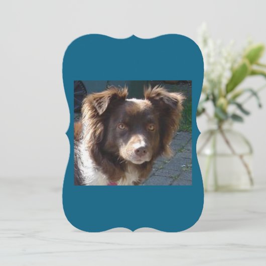 Miniature American Shepherrd Red Tri card (Standing Front)